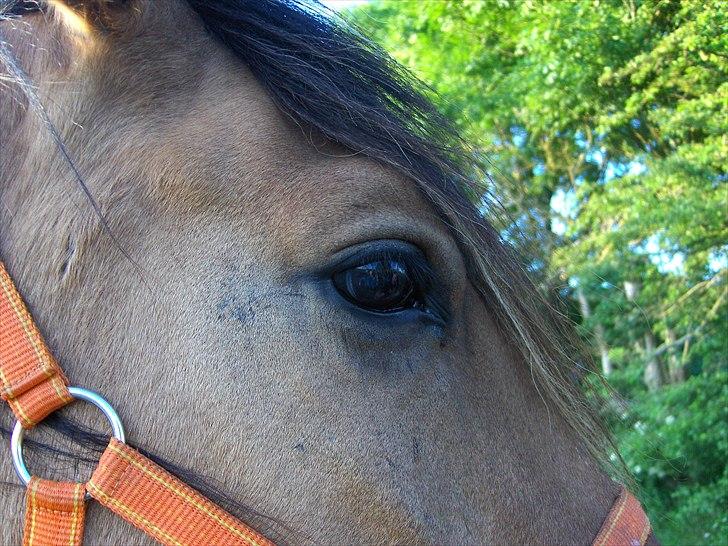 Irish Cob Crossbreed Bambie blue - bambie´s smukke øje ;) billede 8