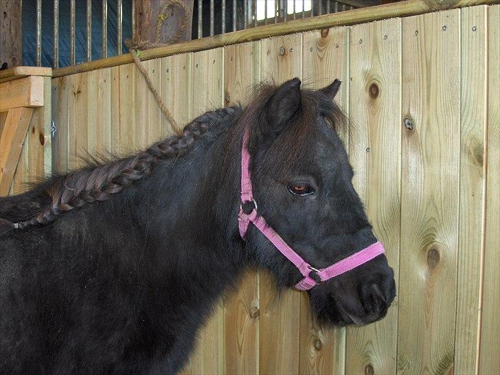 Shetlænder Donna af bommose - 17-10-2010 donna med pony fletning :D <333 billede 9