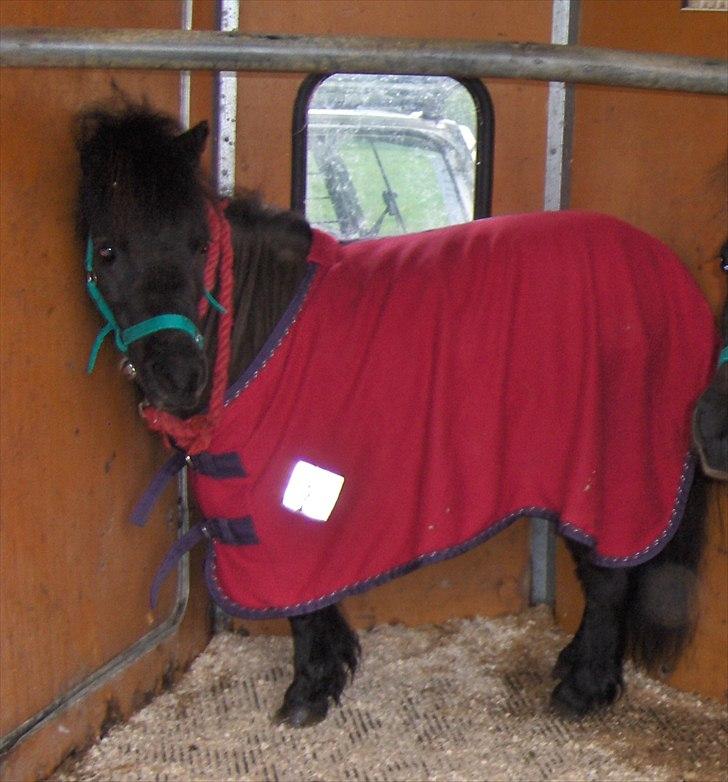 Shetlænder Donna af bommose - miin lille skatt hun er så smuk :* billede 10