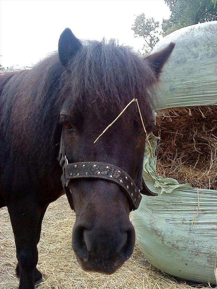 Shetlænder Donna af bommose billede 12