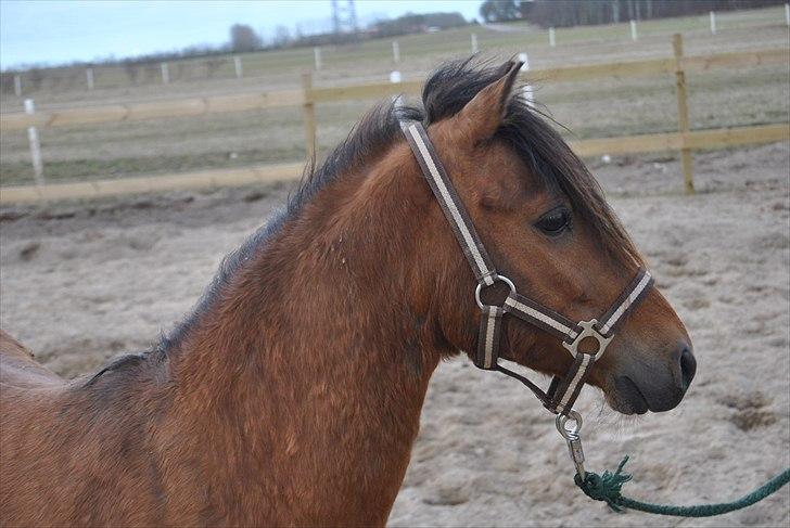 Kaspisk hest Semi<3 - en rigtig supermodel :-)<3 billede 14