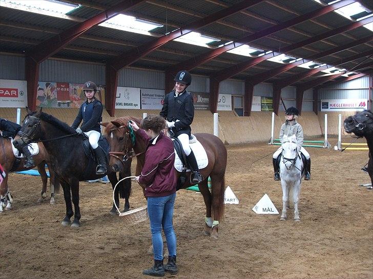 Anden særlig race Ponygården's Megara - Præmie overrakelse:D I spring:) Jeg har lært af dig at løfte kun er ord.. billede 7