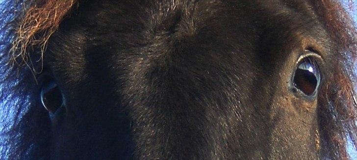 Islænder Enok fra Freersvang  - Smuk som du nu er :) elsker dine øjne:) billede 7