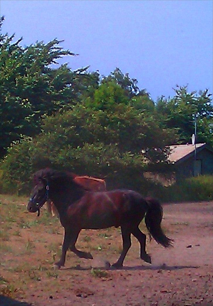 Islænder Enok fra Freersvang  billede 8