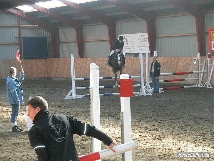 Dansk Varmblod KAWAN - 2009. billede 9