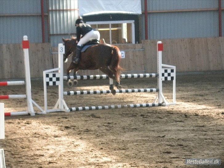 Dansk Varmblod KAWAN - 2009. billede 10