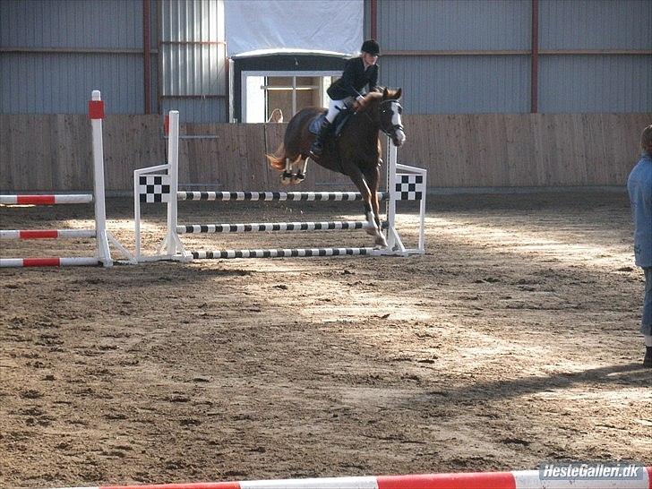 Dansk Varmblod KAWAN - 2009. billede 11