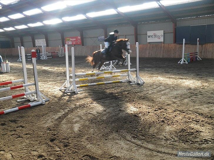 Dansk Varmblod KAWAN - 2009. billede 12