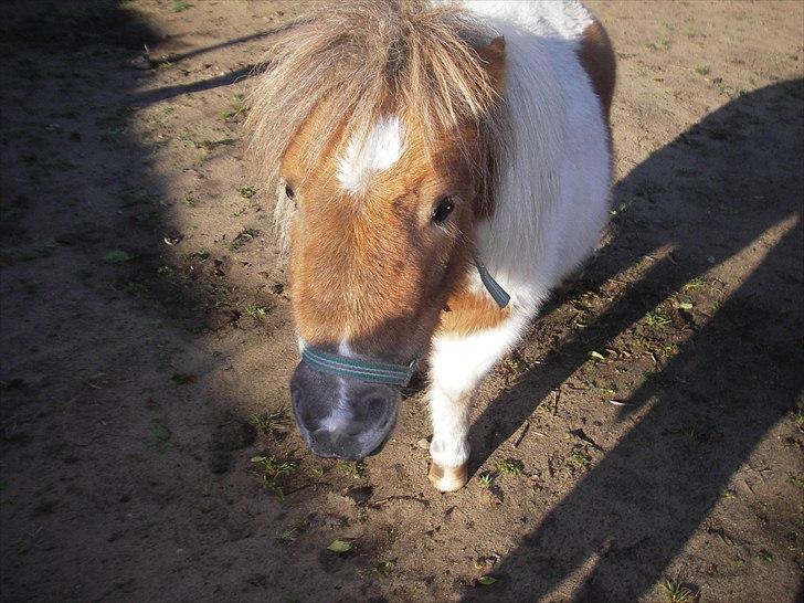 Shetlænder billy boy, my heart i:'<3 - lige fået ham! billede 2