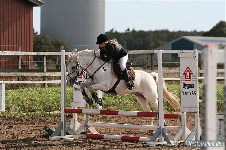 Anden særlig race Snowball - lc i ørsted farmland cup 2010 foto: malene markmann billede 7