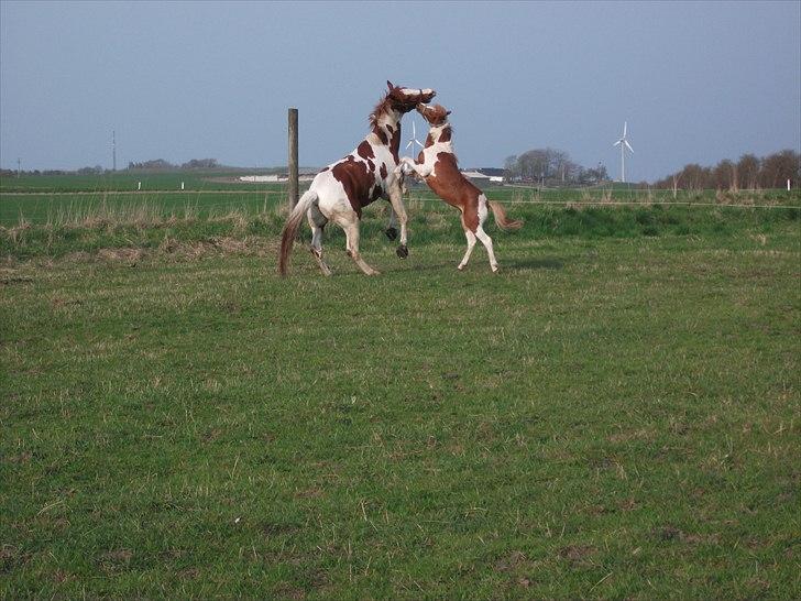 Pinto Casino Royal - Casino og Romeo 20/4 2011 Sara Rasmussen billede 14