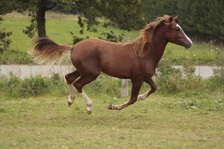 New Forest Chio Chaman - Taget af Michelle Greve Nielsen billede 15