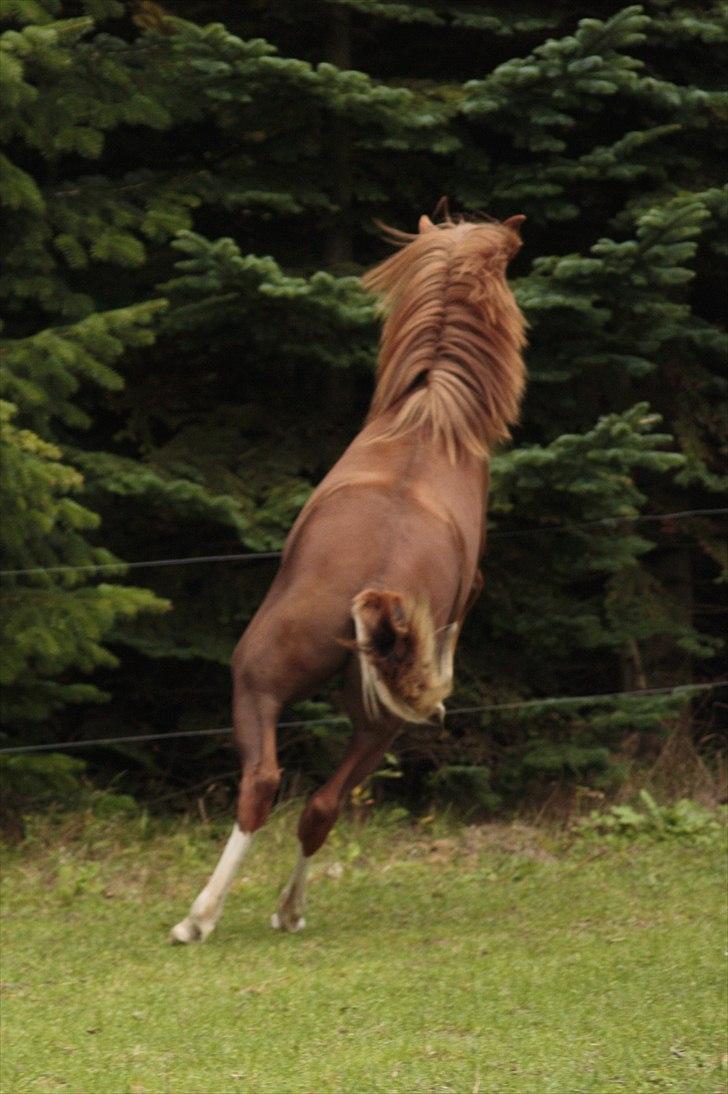 New Forest Chio Chaman - Taget af Michelle Greve Nielsen billede 16