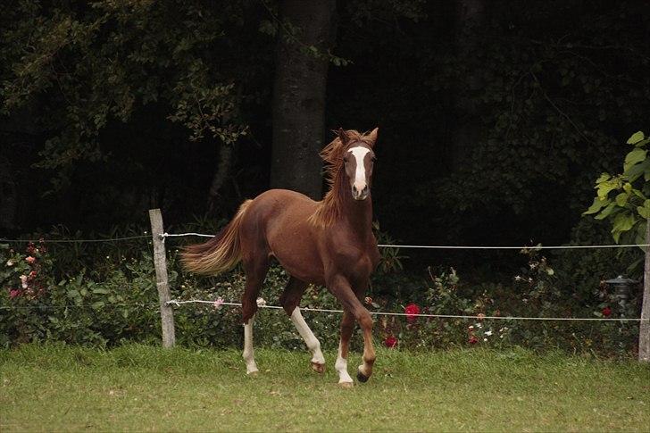 New Forest Chio Chaman - Taget af Michelle Greve Nielsen billede 17