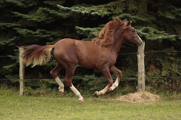 New Forest Chio Chaman - Taget af Michelle Greve Nielsen billede 18