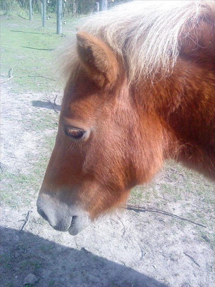 Shetlænder Coco billede 8