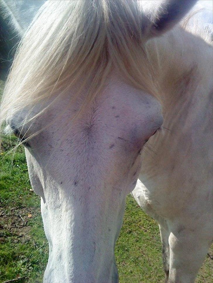 Anden særlig race Max - Solgt. billede 12