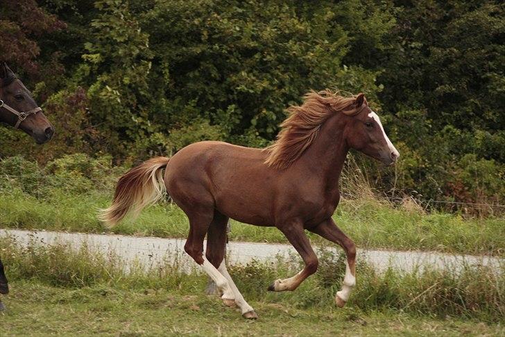 New Forest Chio Chaman - Taget af Michelle Greve Nielsen billede 19