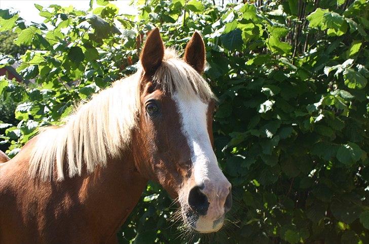 Anden særlig race |Pippi*Aflivet*| - hjemme i min bag have<3med pippi skatten!!:)|FOTO:Amalie K| billede 10