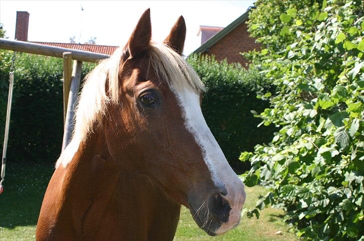 Anden særlig race |Pippi*Aflivet*| - Min smukke ponzze i haven<33HYGGE DAG MED SKATTEN!<33|Foto:Amalie K| billede 11