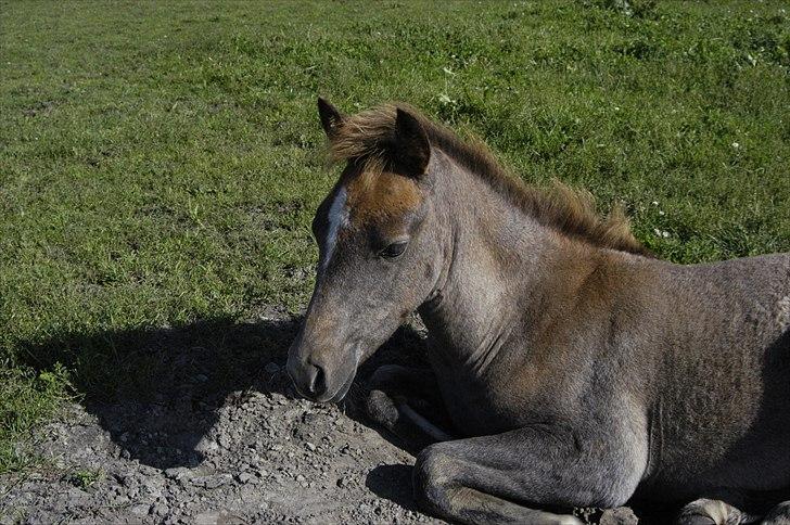 New Forest Maribell's Briony billede 11