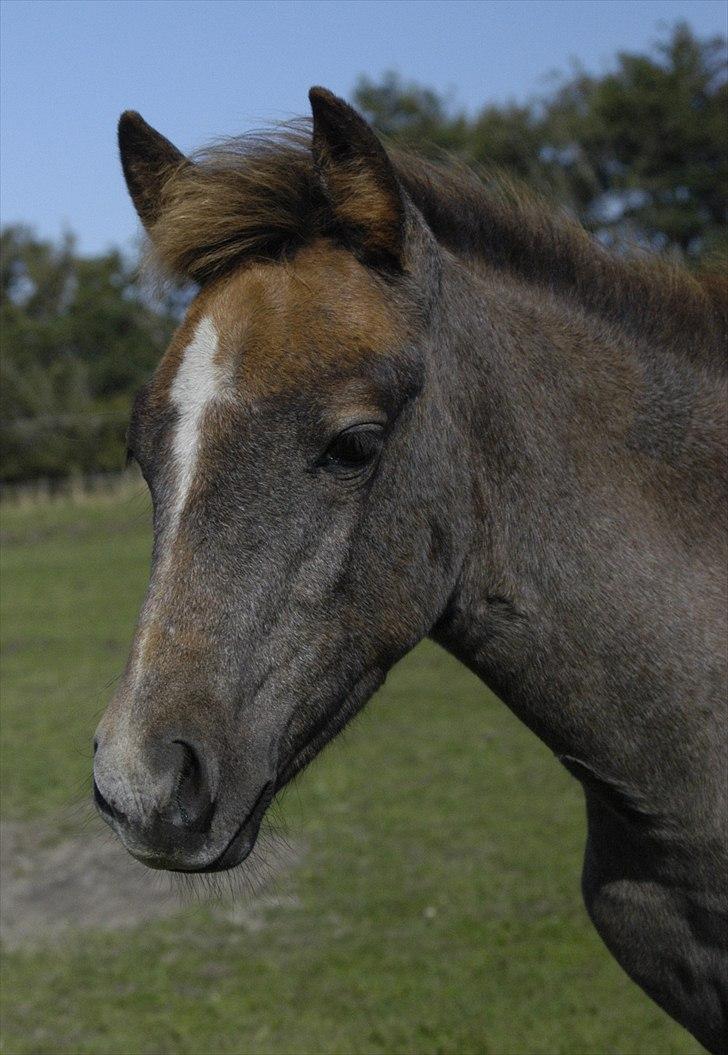 New Forest Maribell's Briony billede 12