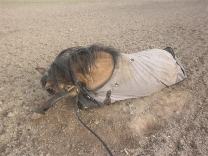 Welsh Pony (sec B) Blanka Graadahl. billede 10