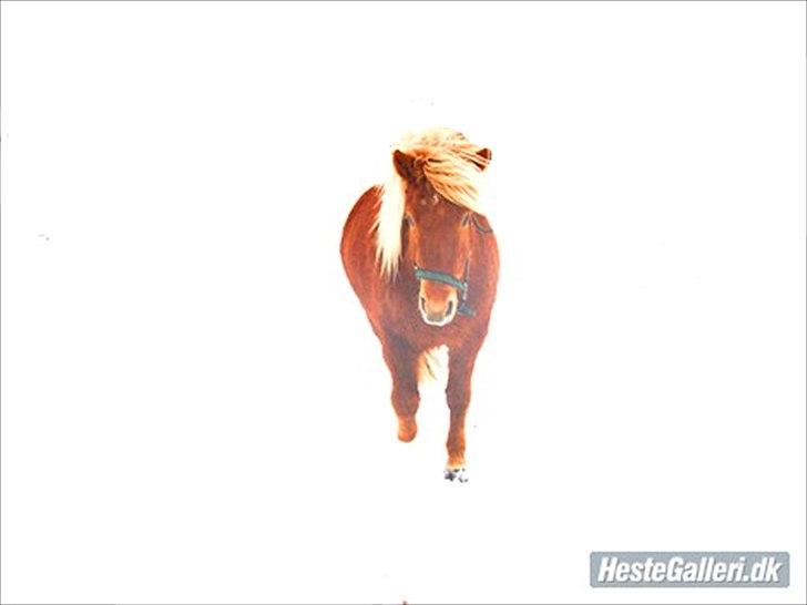 Islænder Fjóla fra freersvang  - min egen skatte pige:) billede 12