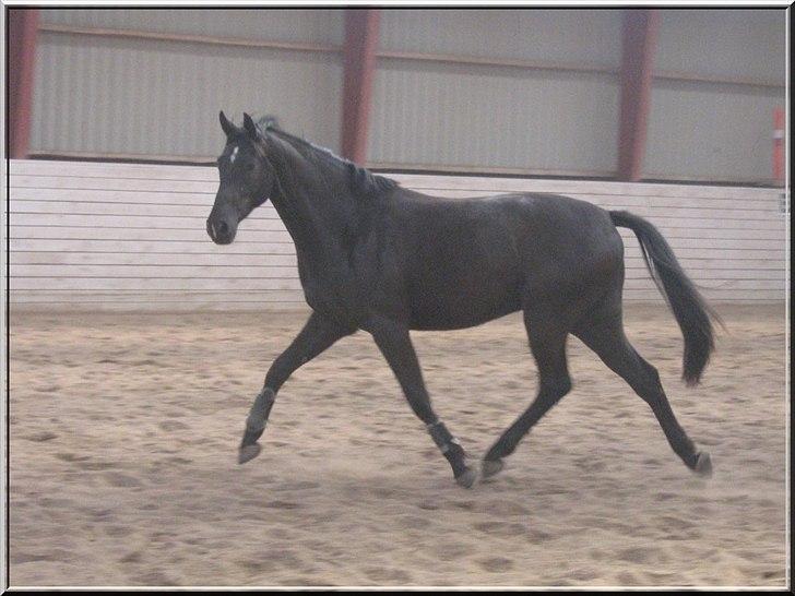 Oldenborg Safian's Sonnick R.I.P billede 1