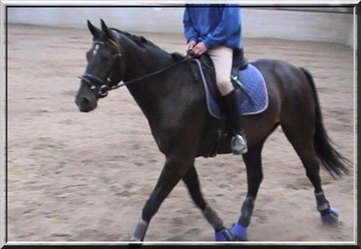 Oldenborg Safian's Sonnick R.I.P billede 2