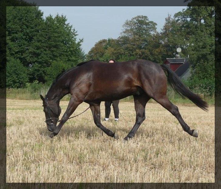 Oldenborg Safian's Sonnick R.I.P billede 3