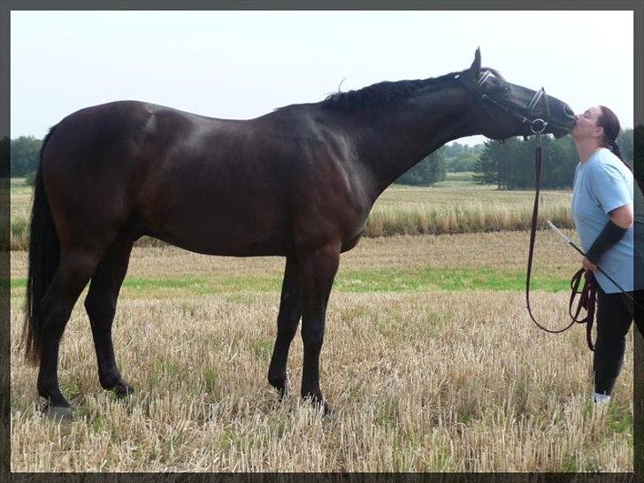 Oldenborg Safian's Sonnick R.I.P billede 4