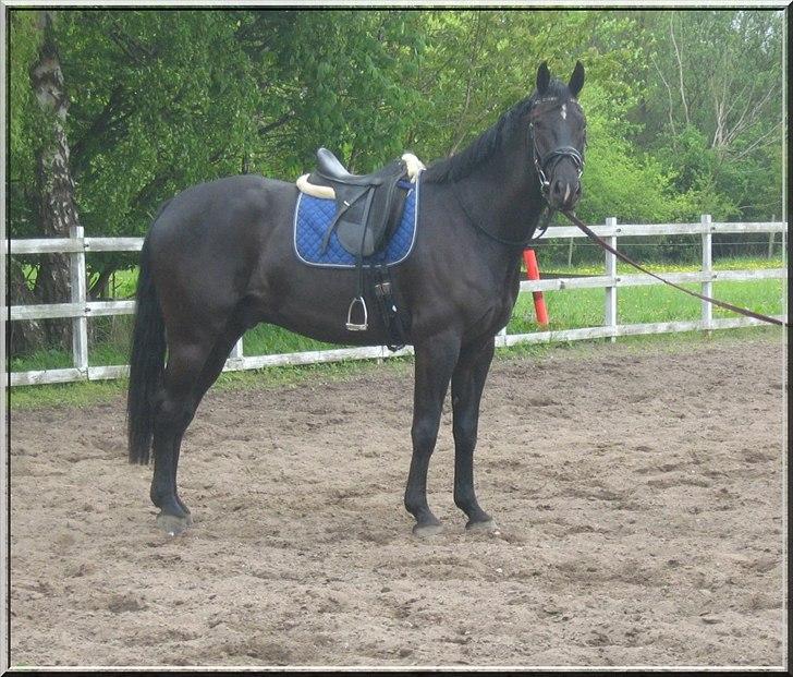 Oldenborg Safian's Sonnick R.I.P billede 5