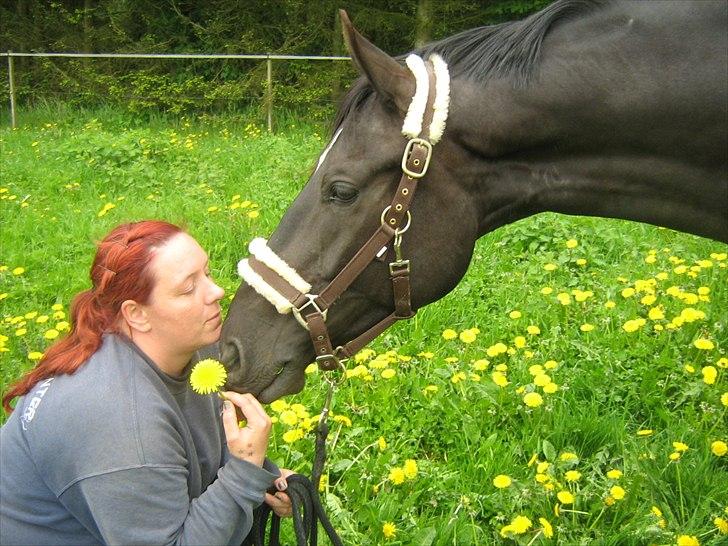 Oldenborg Safian's Sonnick R.I.P billede 6