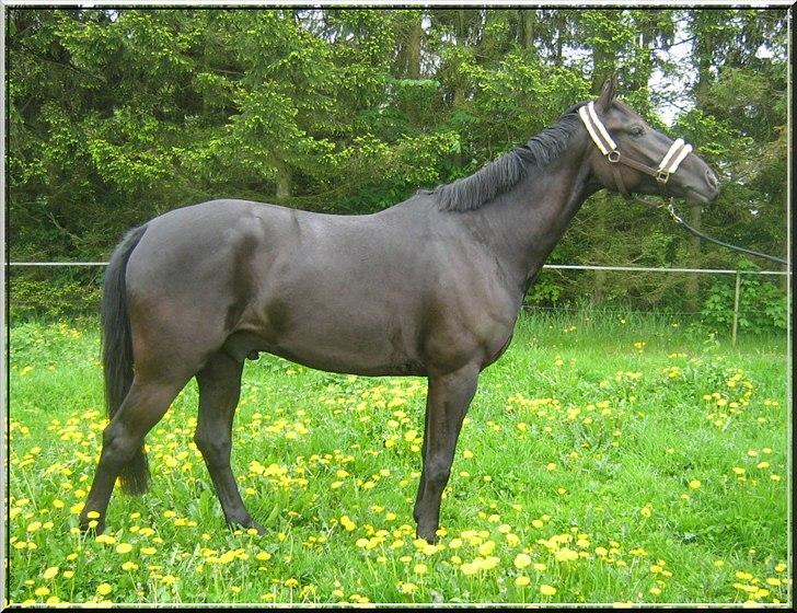 Oldenborg Safian's Sonnick R.I.P billede 7