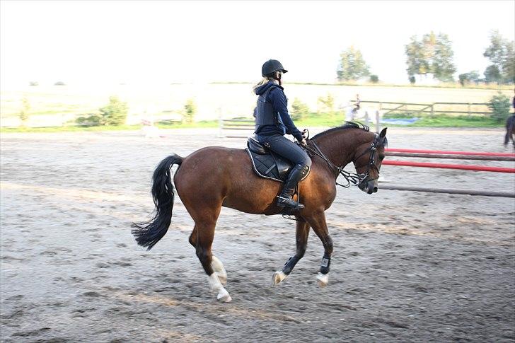 New Forest Bøgelys Rico - Solgt - Træning kort tid efter vi flyttede op til Tikøb. billede 8