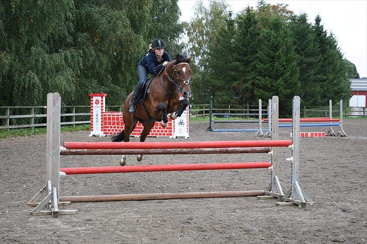 New Forest Bøgelys Rico - Solgt - Træning :) billede 3