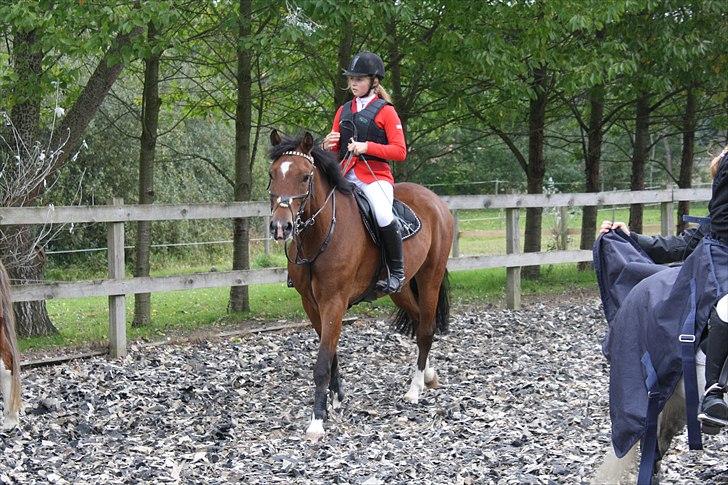 New Forest Bøgelys Rico - Solgt - 2. stævne vi startede.
2. plads i LD. billede 17