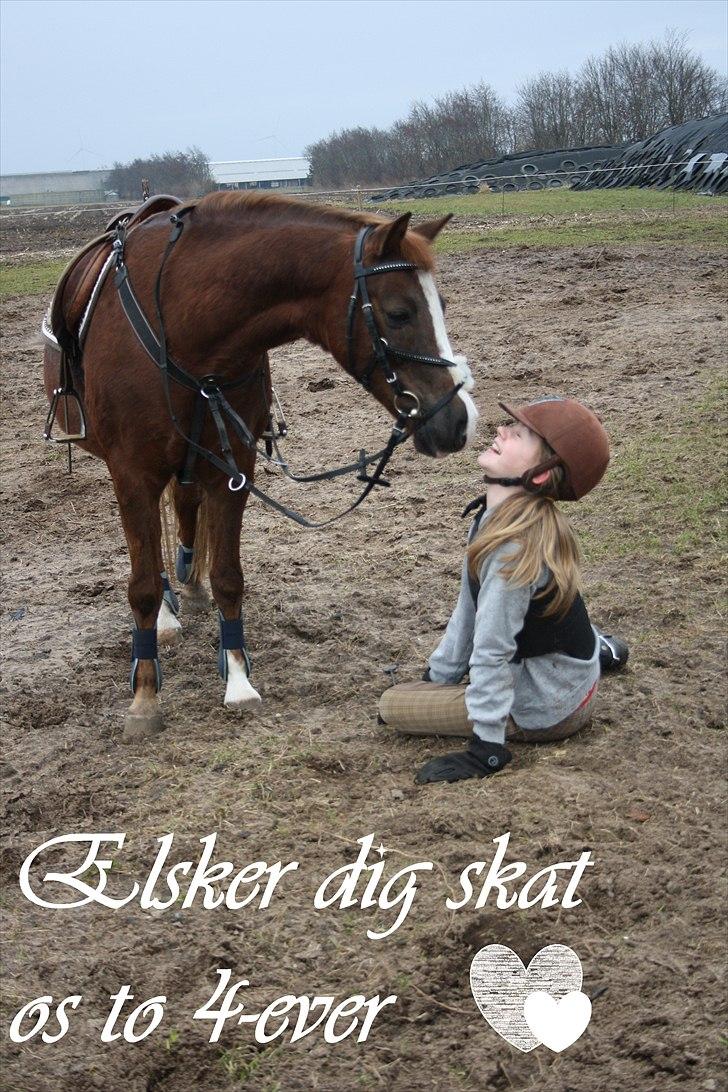 Welsh Pony (sec B) Welsh Glories van Mikkel - Elsker dig miinskat, <3 billede 15