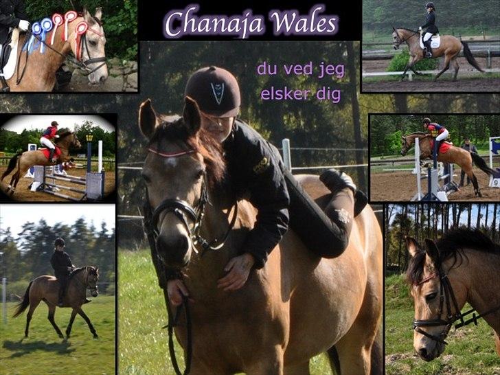 DSP Chanaja Wales billede 14