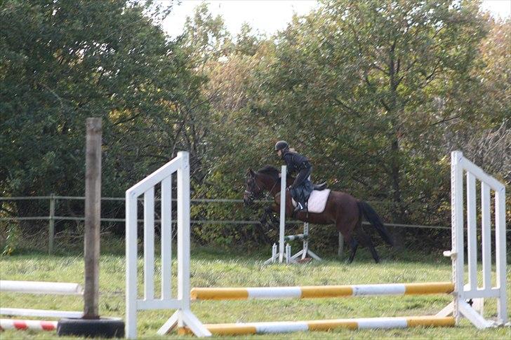 New Forest Bakkegårdens Pink Aline  - 12* mig der springer til et stævne  billede 12