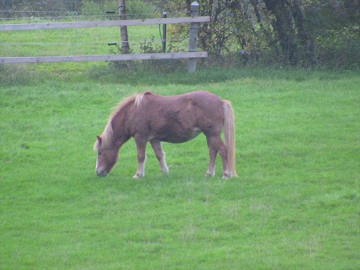 Islænder | Kvika RIP - På fold<3 11/10-2010 billede 9