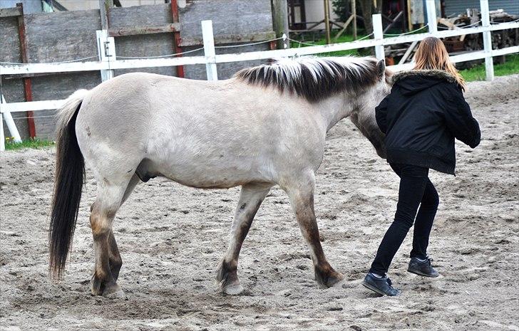 Konik Polski | Gneisti | Hvil i fred - Foto: Marina Bohn Hansen billede 18