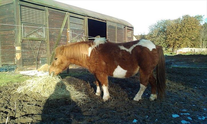 Shetlænder Malou - Solgt <3 - Velkommen til Tøsepigens profil <3  billede 1