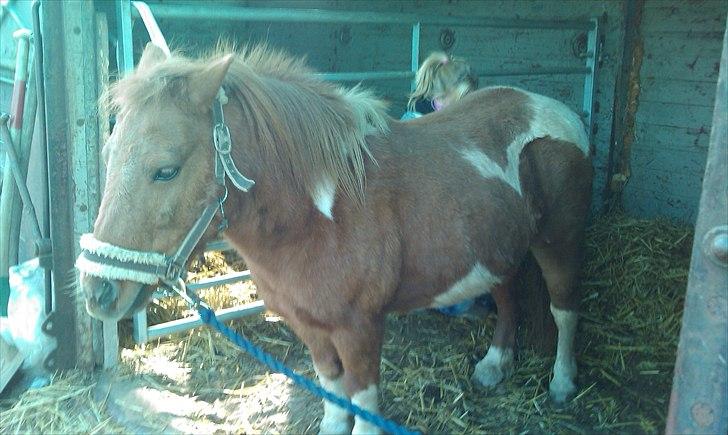 Shetlænder Malou - Solgt <3 - Dejligt at blive striglet... Uhh billede 3