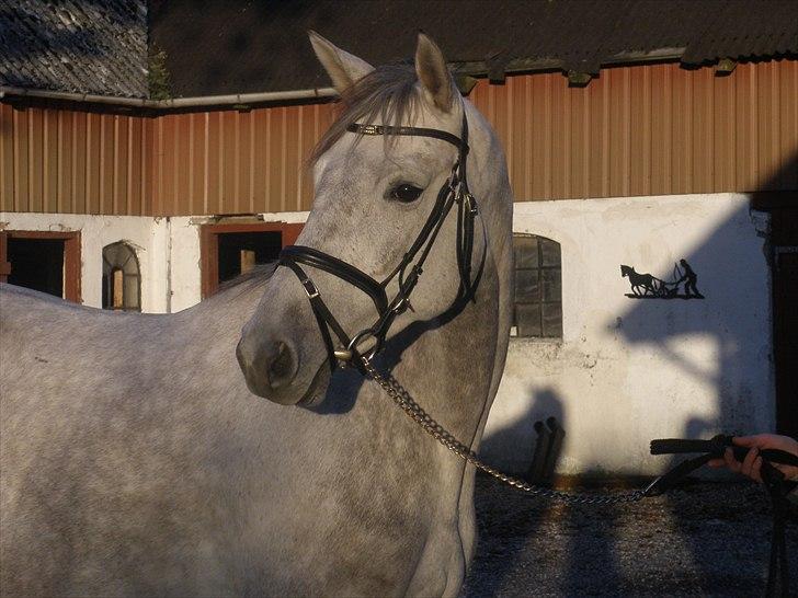 Trakehner Ingeborg Firfod billede 17