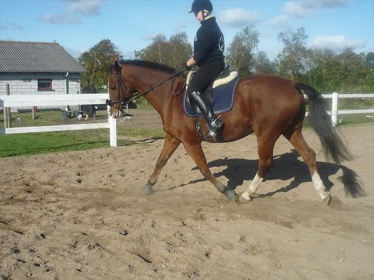 Anden særlig race Axon (Axel)  billede 10