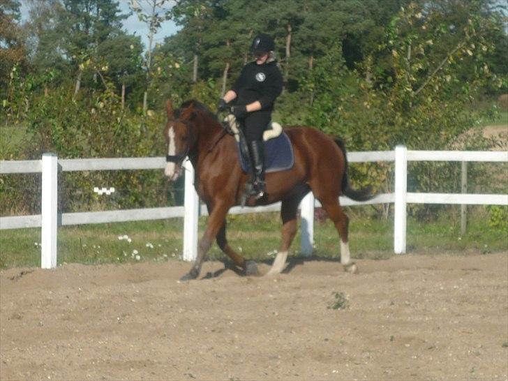 Anden særlig race Axon (Axel)  billede 11