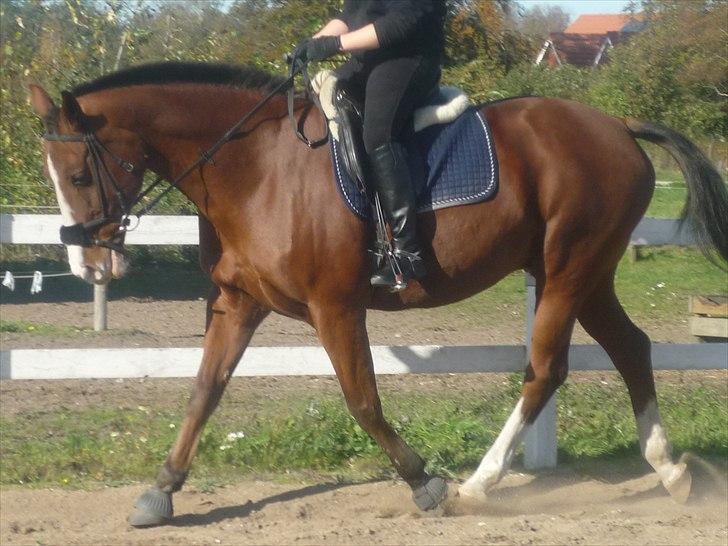 Anden særlig race Axon (Axel)  billede 12