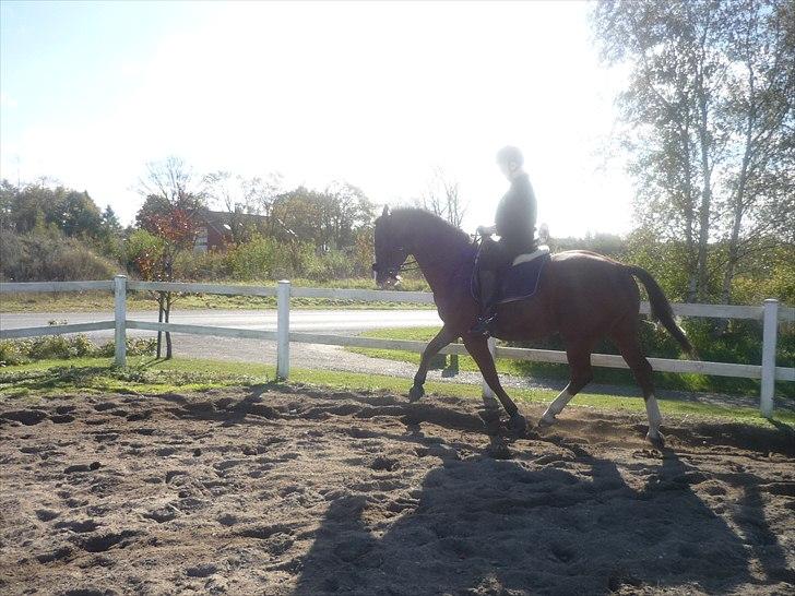 Anden særlig race Axon (Axel)  billede 13